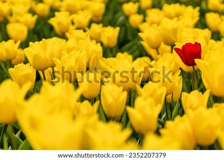 single red tulip in a field of yellow tulips in Flevoland, Netherlands