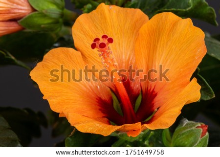 Single red yellow orange hibiscus blossom macro in a shrub with buds