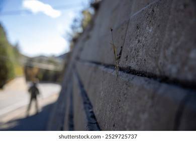 A single, resilient grass sprout emerges from the cracks of a concrete wall, with a blurred figure and road in the background, emphasizing persistence in an urban environment. - Powered by Shutterstock