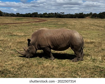 Single Rhino Walking on Wasteland