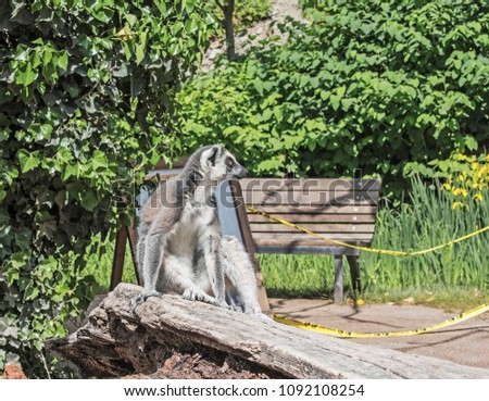 Single ring-tailed lemur catta sitting on a tree