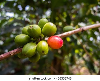 Single Ripe Arabica Coffee Berry on Branch, Uganda