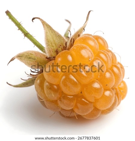Single Ripe Cloudberry Fruit Isolated on White Background