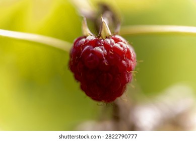 A single ripe raspberry hangs from a branch, ready for harvest.