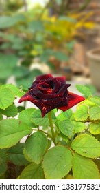 A single rose between leafs