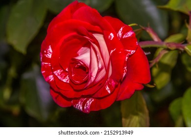 A Single Rose In Bloom . Candy Apple Red And White . Close Up . Oblique View