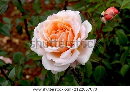 A single rose bloom of rosa 'Spicy Parfuma' (Korbrocaze).   A highly fragrant hybrid tea rose bred by Kordes Roses.