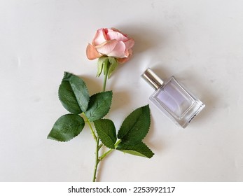 A single rose with a bottle of eau de toilette perfume, on white background