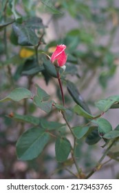 A Single Rose Bud Flowering Against It's Thorny Bush