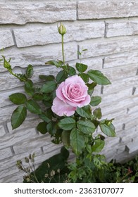 A single rose... so far...