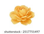 Single rose flower head in bright yellow color, isolated on white background