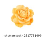 Single rose flower head in bright yellow color, isolated on white background