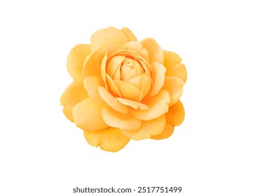 Single rose flower head in bright yellow color, isolated on white background - Powered by Shutterstock