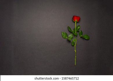 Single Rose Flower On Black Background. Mourning, Condolence, Commemoration Concept. Mourning Card With Space For Text. Flat Lay, Top View