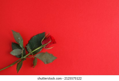 Single Rose Flower For Valentine's Day, Mother's Day, Marriage Proposal, Engagement, Birthday, Anniversary Or Wedding. Flat Lay With Copy Space On Red Background.