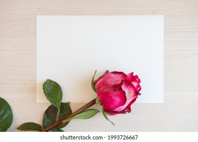 Einzige Rose auf hellbeigem Tisch. Kopiert Platz. Hochwertiges Foto