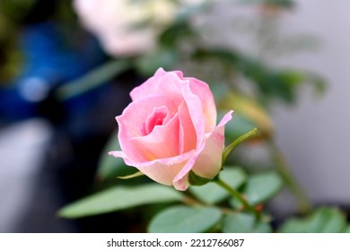 Single Rose Pink Blooming Garden