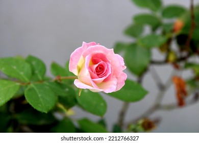 Single Rose Pink Blooming Garden