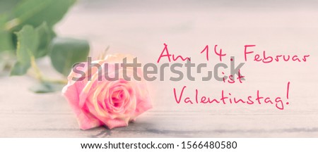 Single rose in pink pastel with Text Am 14. Februar ist Valentinstag
