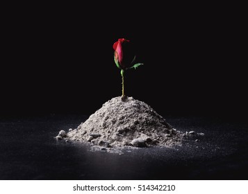 The Ashes and the Roses