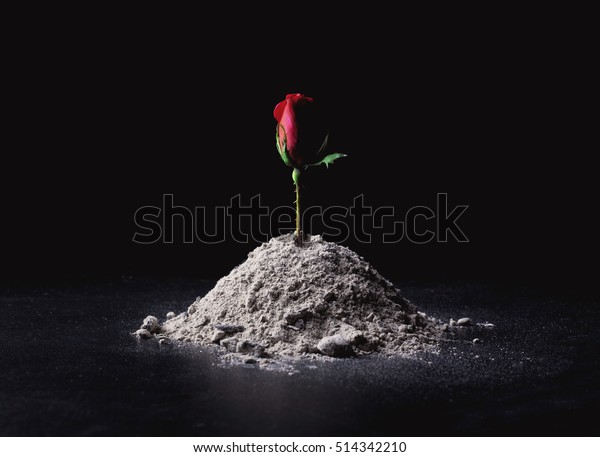 A single rose\
rises from a pile of ashes.