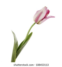 Single Rose Tulip Single Rose Tulip Stock Photo (Edit Now) 601690082