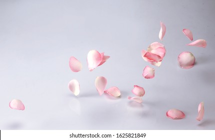 Single Rose of valentine symbolic flower of love on a plain white background. Closeup of Ecuador rose of pink pastel color with petals on floors - Shutterstock ID 1625821849