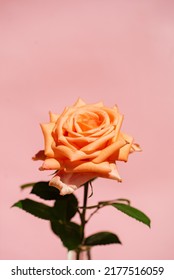 single rose in the vase - Shutterstock ID 2177516059