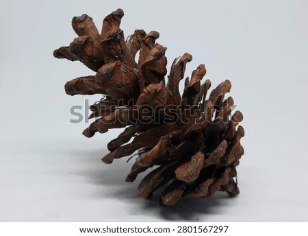 Single rustic dried pine cone with detailed woody scales, perfect for autumn decor and nature-themed designs