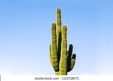 Single Saguaro Cactus