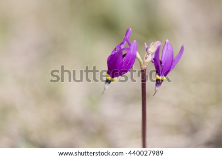 Single Saline Shootingstar Alberta wild prairie flower