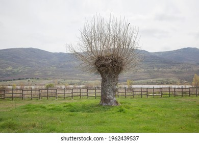 A Single Salix Alba Tree Over A Fence