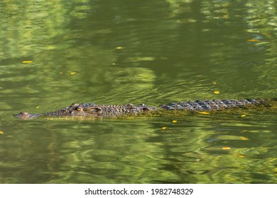 A Single Saltwater Crocodile Swimming In The Waters Of Sungei Buloh Wetlands In Singapore, Close To The Malaysian Causeway.