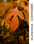 Single Sassafras Leaf Changing in Fall in the Blue Ridge mountains