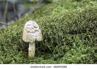 inky cap