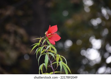 A Single Scarlet Rose Mallow Blooming