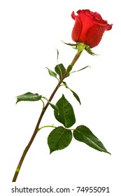 Single Scarlet Rose On A White Background