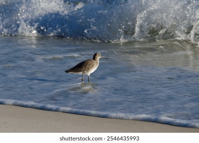 a single sea bird stands in the shallow water on the sandy beach as waves come crashing in to shore - Powered by Shutterstock