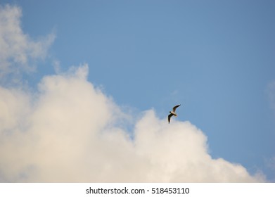 Single Seagull Bird Flying In A Gliding Form Below White Clouds In A Blue Sky With Copy Space