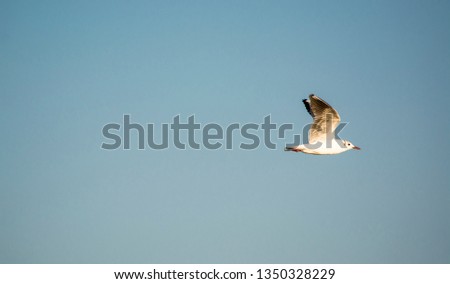 Single seagull flying in a sky as a background 