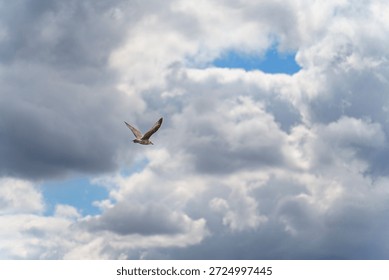 A single seagull soars through a dynamic sky filled with large, fluffy white and grey clouds that reveal small patches of bright blue.