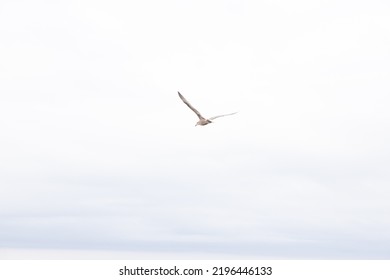 Single Seagull With Wing At Full Spread. Cloudy Sky With Tinge Of Blue. Beautiful Bird Gliding Through The Air, Probably Looking For Food. White And Brown Feathers Seen. 