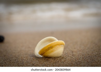 Single Seashell On The Beach