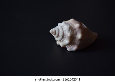 Single Seashell On Black Background 