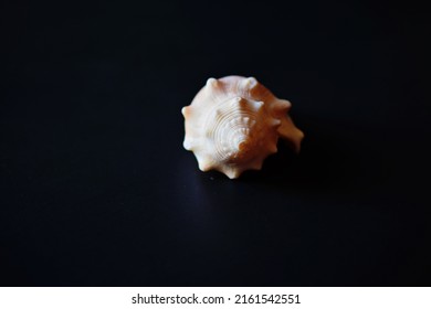 Single Seashell On Black Background 