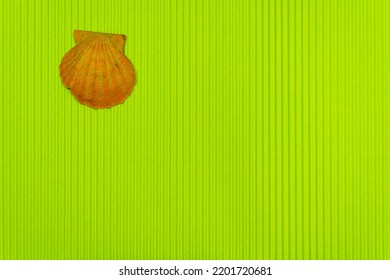  Single Seashell On Green Background