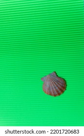 Single Seashell On Green Background