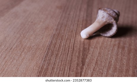A single seashell rests in close-up on a rustic wooden background, an exquisite portrayal of nature's intricate details and timeless textures.