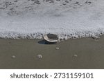 Single seashell washed ashore by gentle ocean waves and foamy surf on a sandy beach.