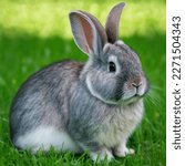Single sedate lovely furry american chinchilla rabbit sitting on bright green grass meadow during spring or summer time surrounded by dreamy bokeh. Easter hare portrait full body.